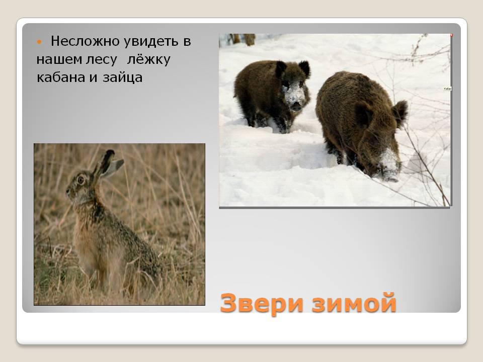Звери зимой