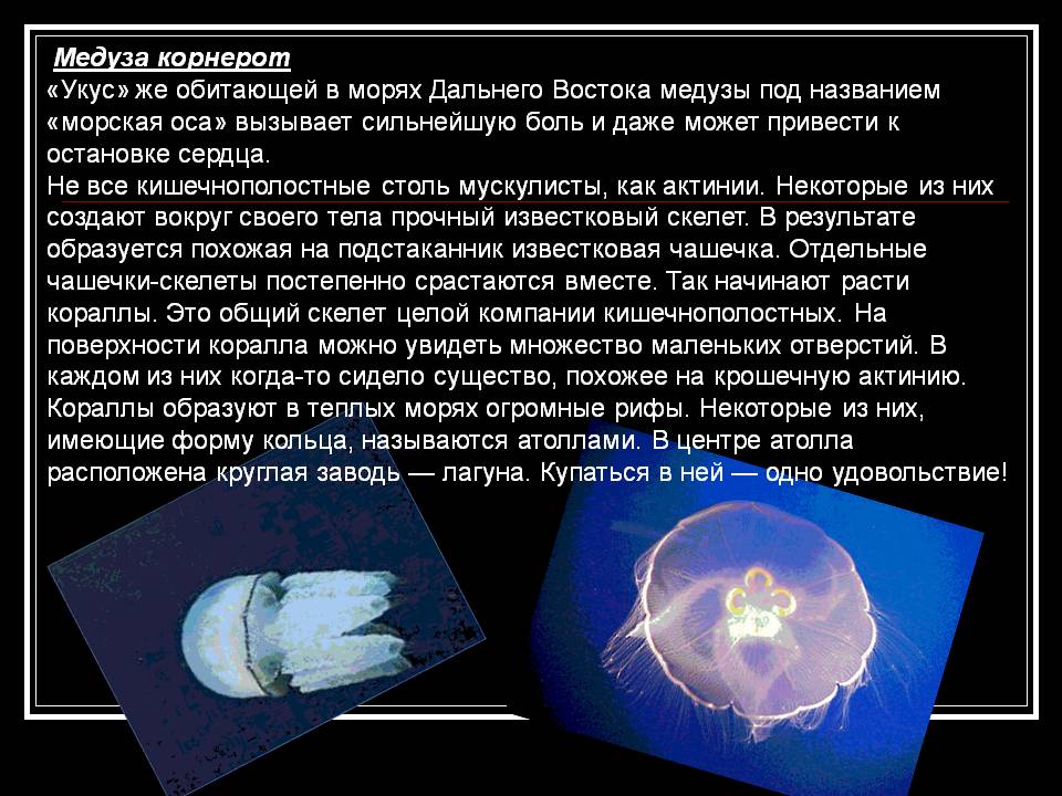 Медуза