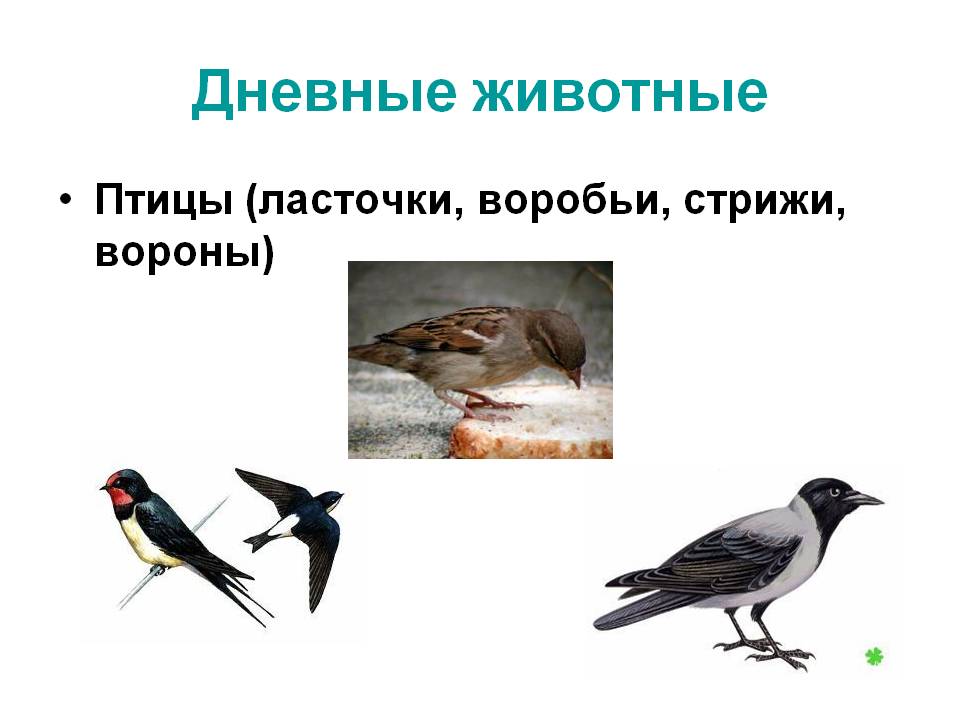 Дневные животные