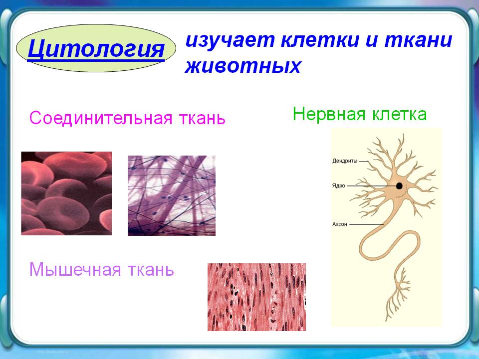 Цитология
