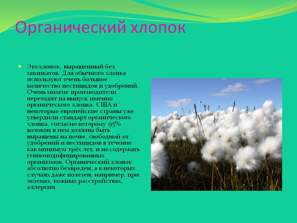Органический хлопок