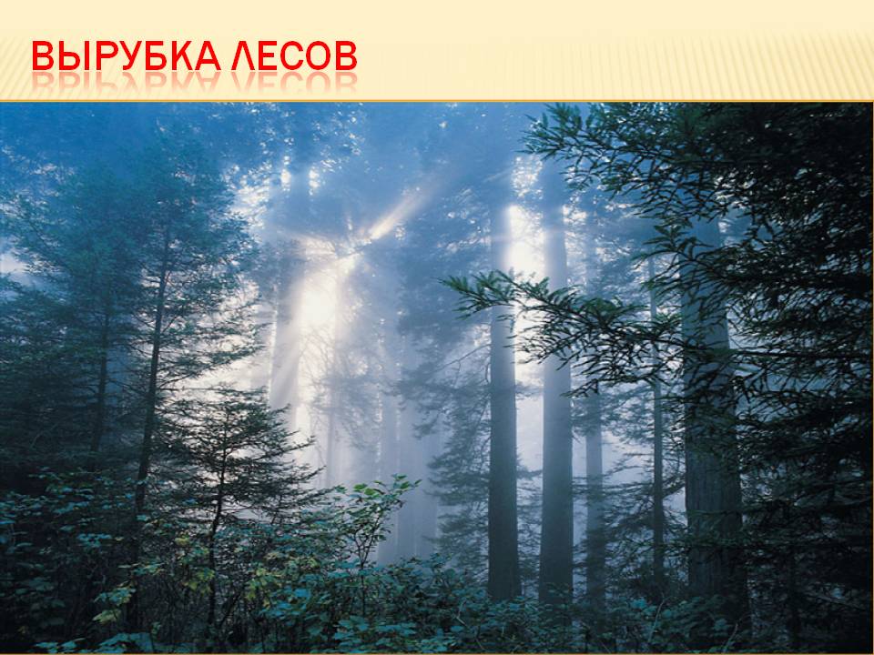 Вырубка лесов
