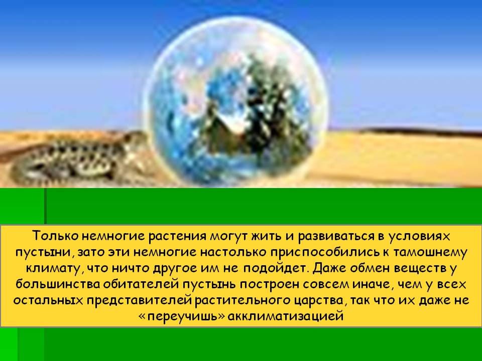 Только немногие растения могут жить и развиваться в условиях пустыни,