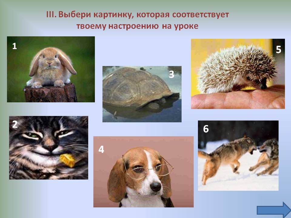 Выбери картинку