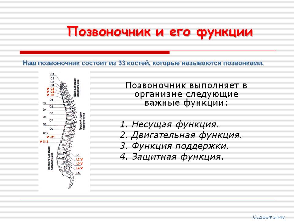 Позвоночник и его функции