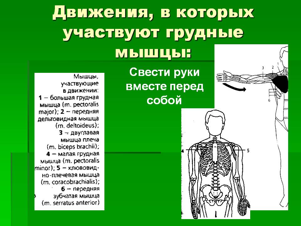 Свести руки вместе перед собой