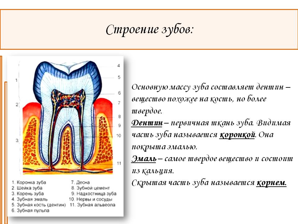 Строение зубов
