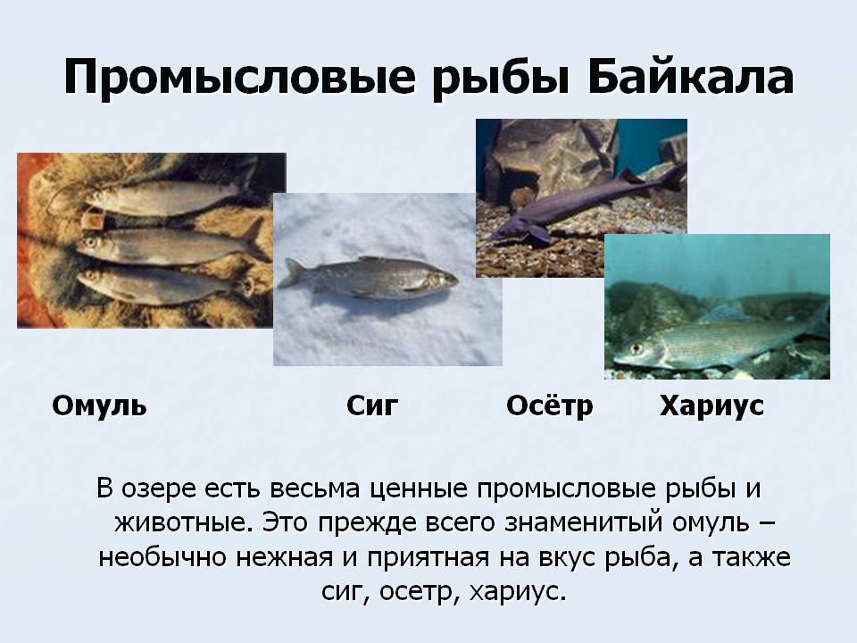 Промысловые рыбы Байкала