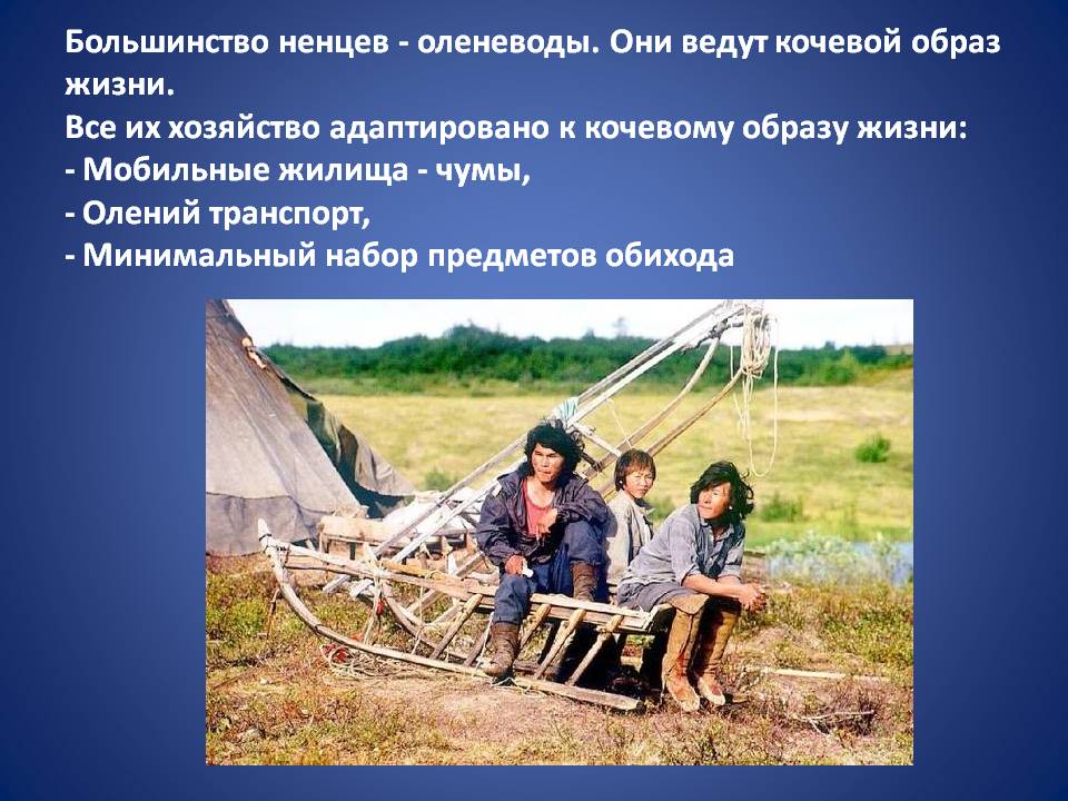 Большинство ненцев - оленеводы