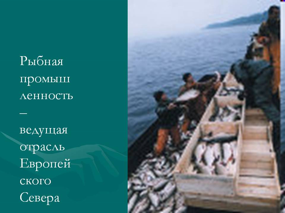 Рыбная промышленность – ведущая отрасль Европейского Севера