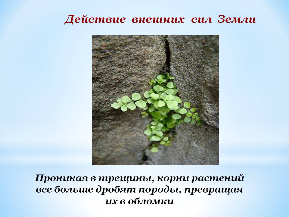 Корни растений