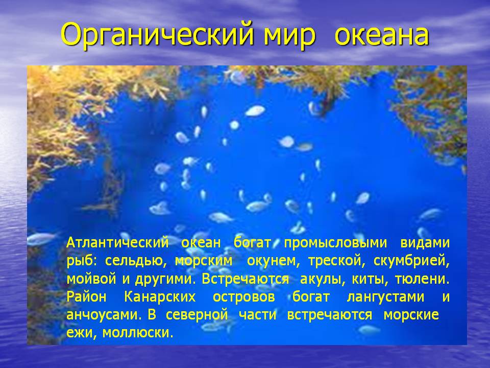 Органический мир океана