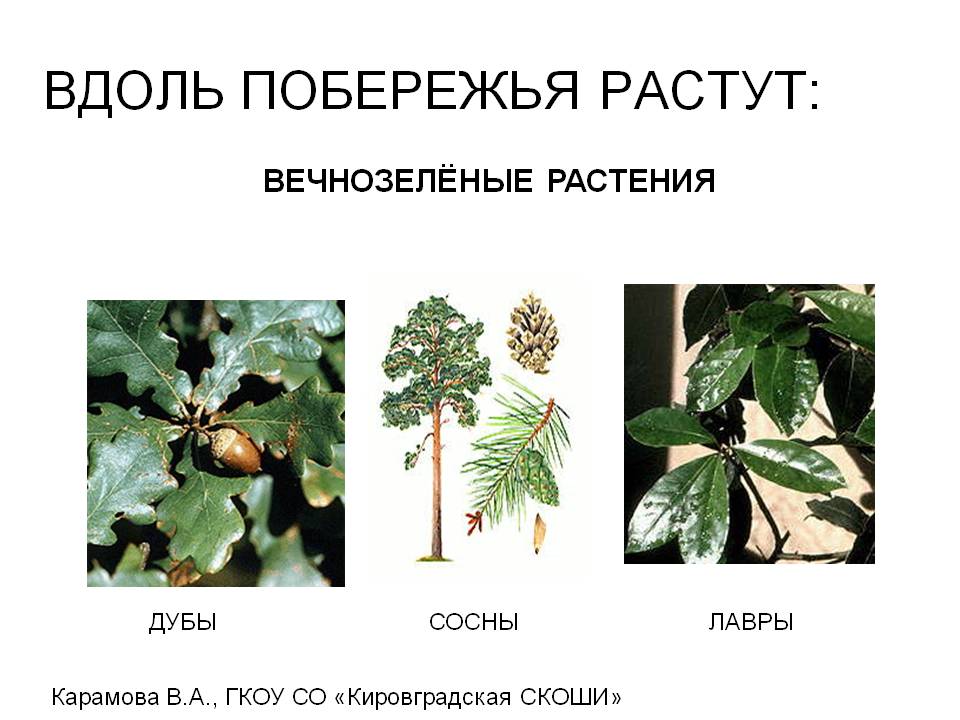 Вдоль побережья растут: