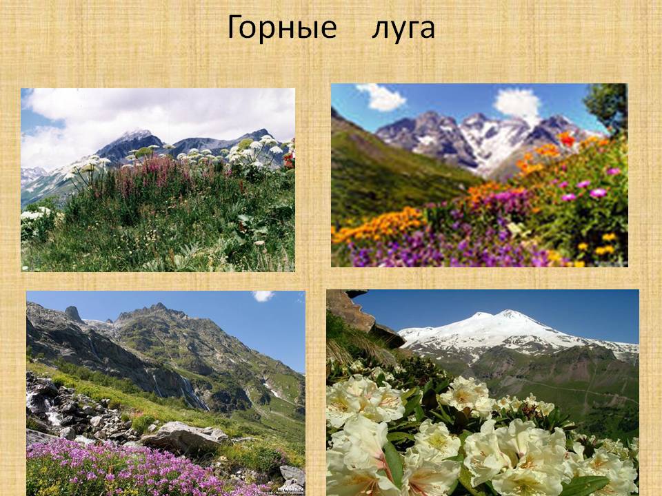 Горные луга