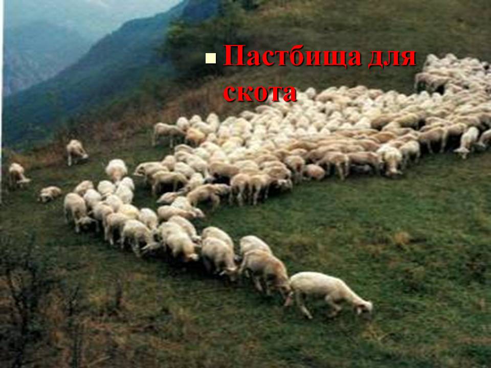 Пастбища для скота