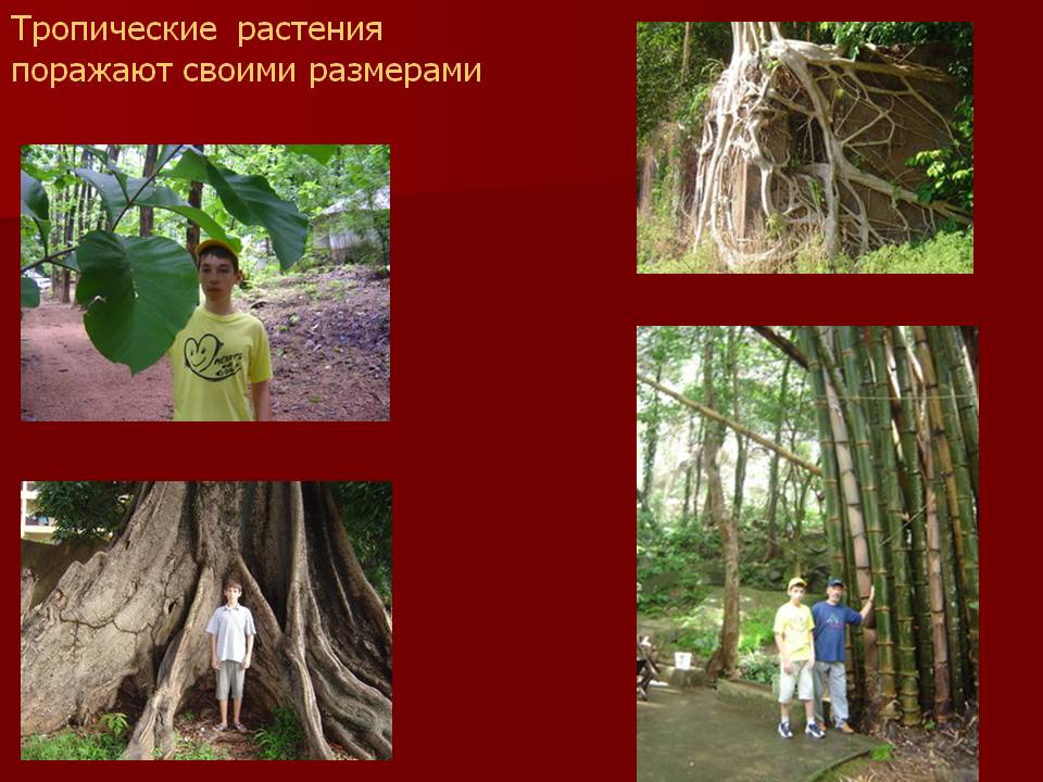 Тропические растения
