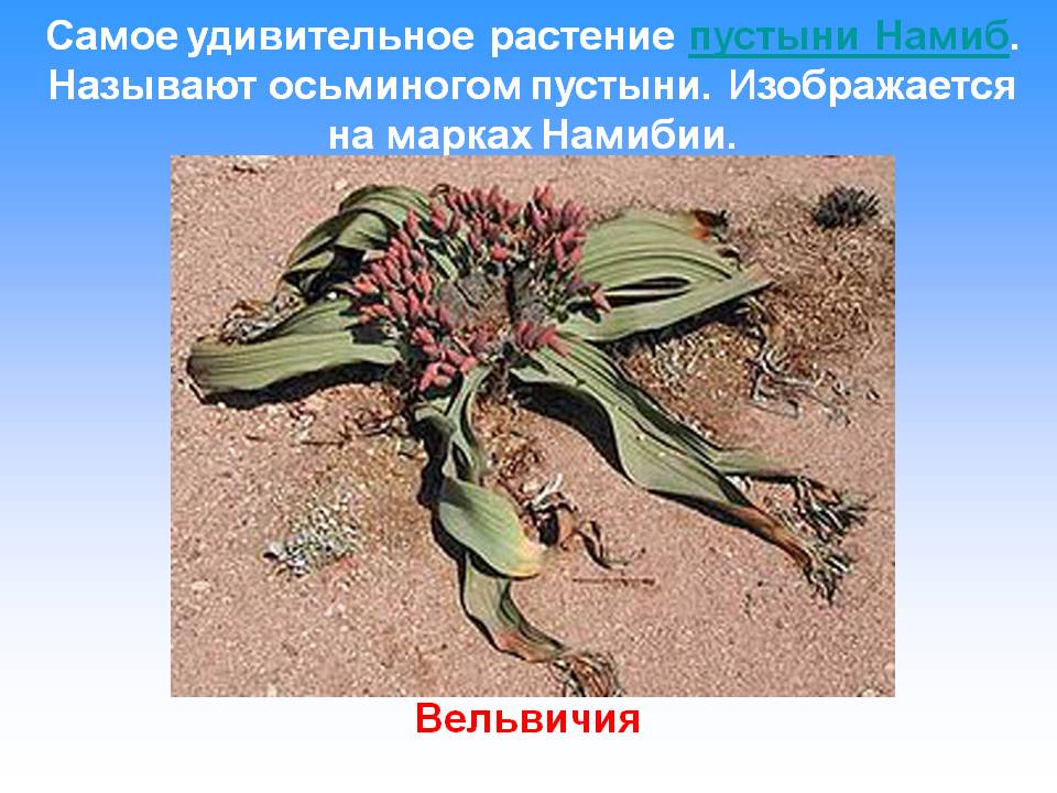 Удивительное растение