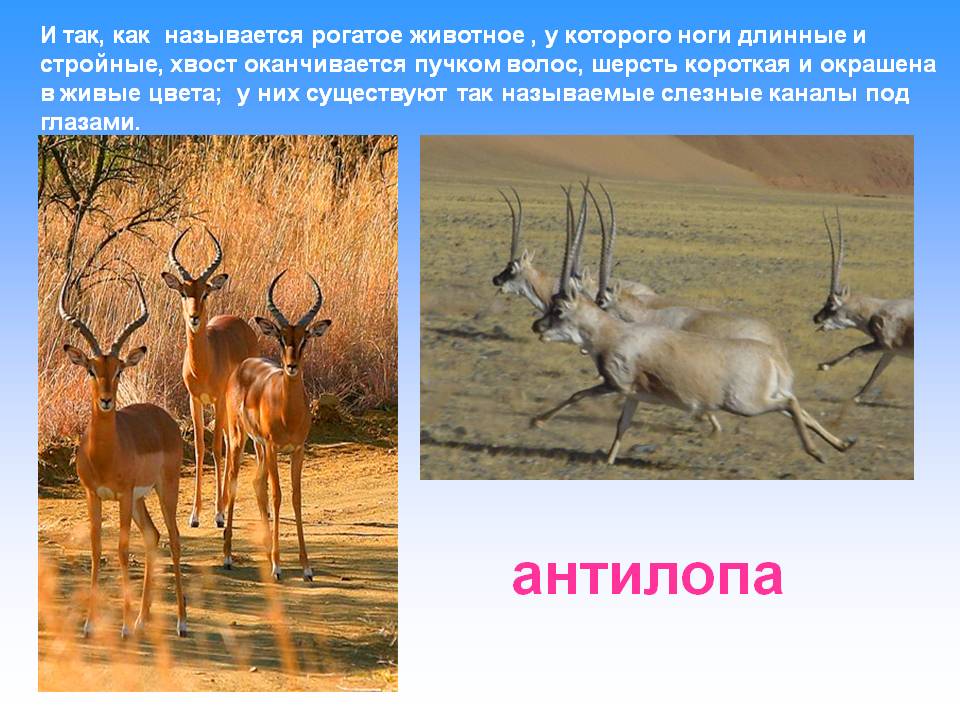 Антилопа