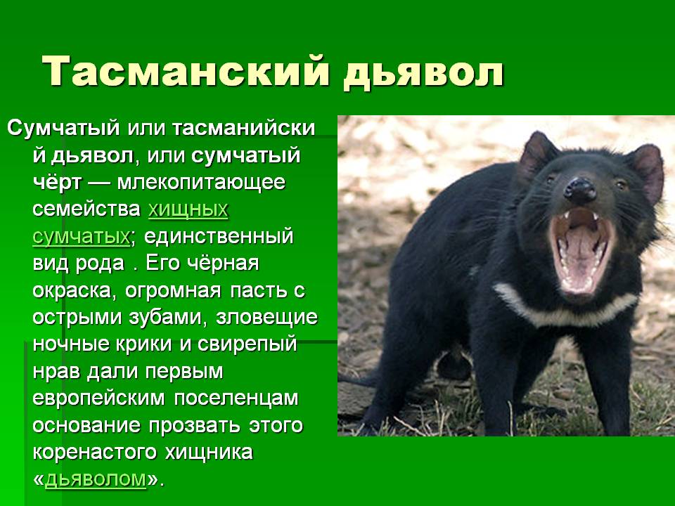 Тасманский дьявол