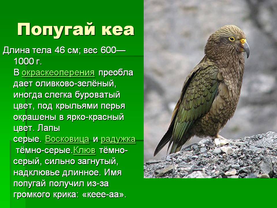 Попугай кеа