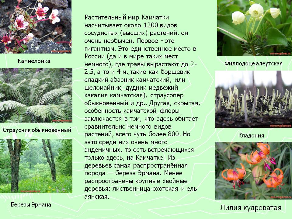 Камнеломка