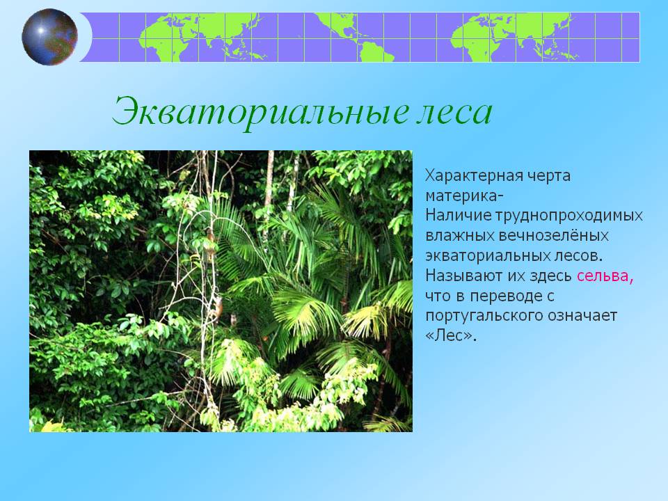 Экваториальные леса