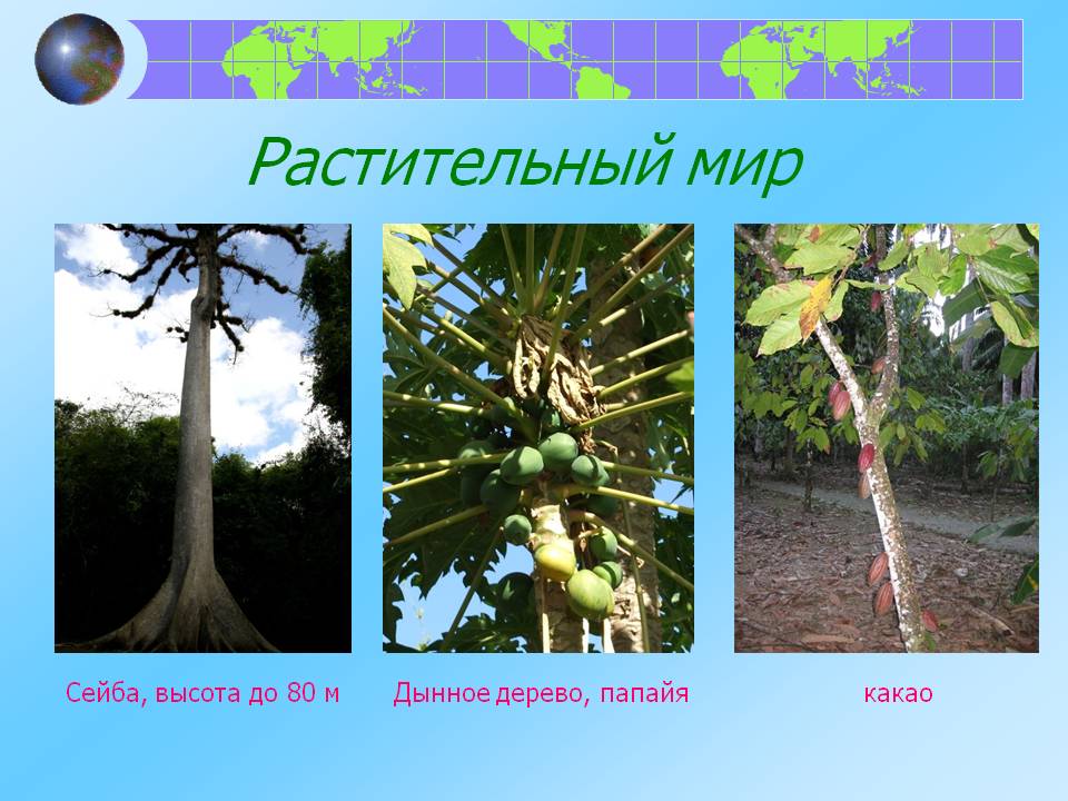 Растительный мир