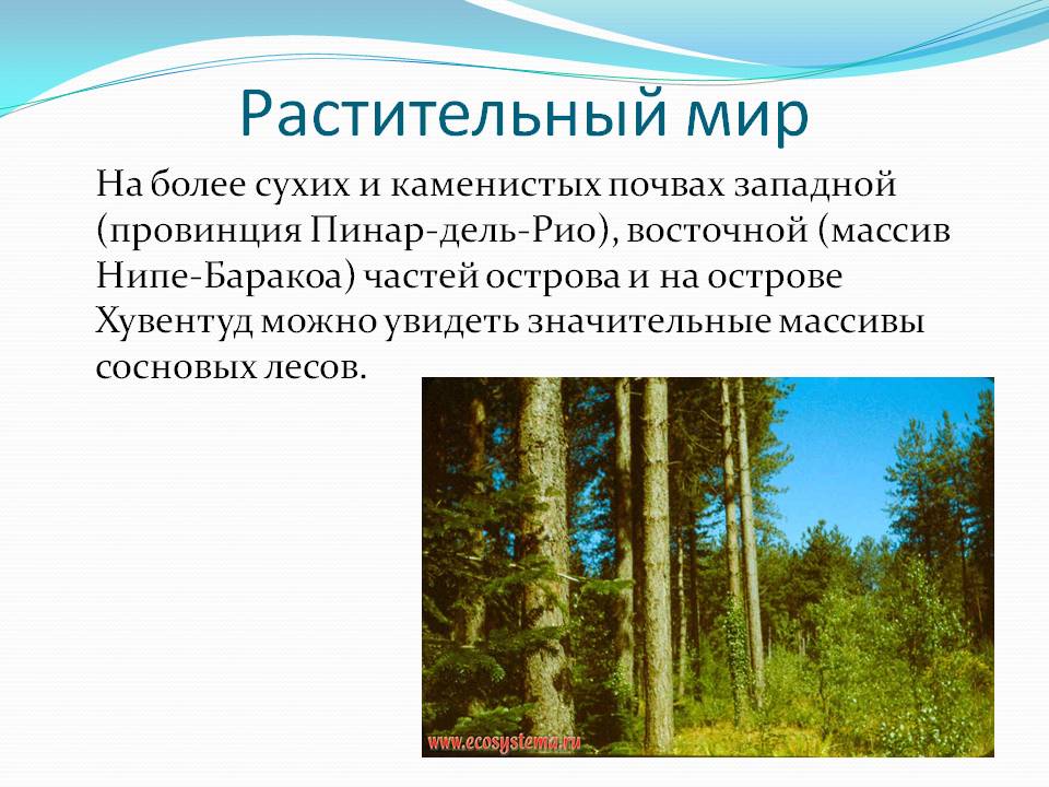 Растительный мир