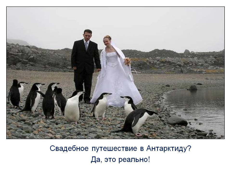 Свадебное путешествие в Антарктиду