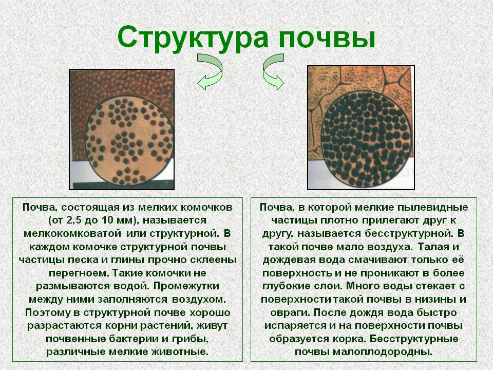 Структура почвы