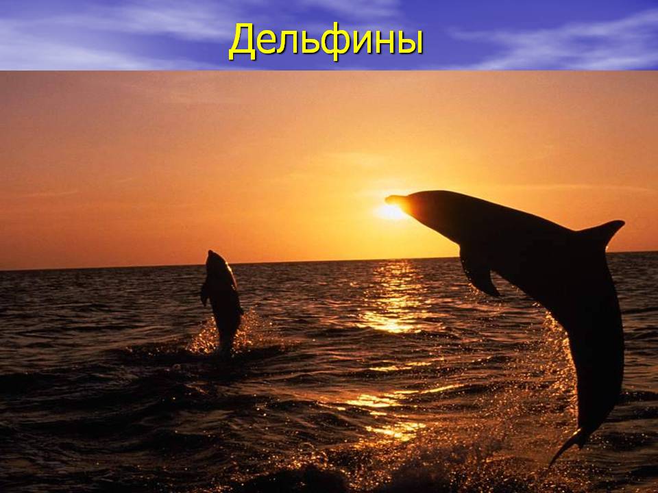 Дельфины
