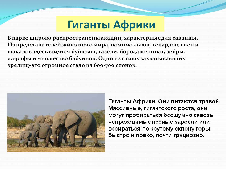 Гиганты Африки
