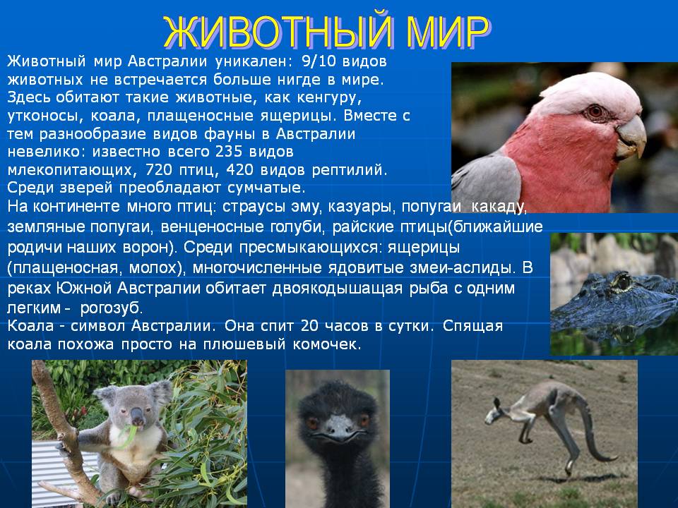 На континенте много птиц: страусы эму, казуары, попугаи какаду