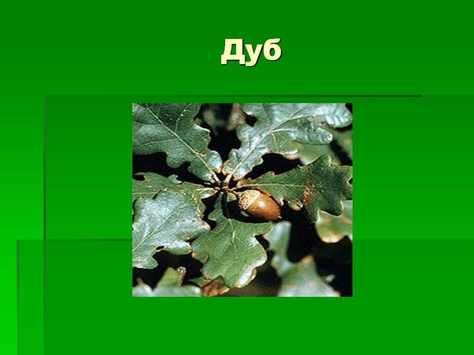 Дуб