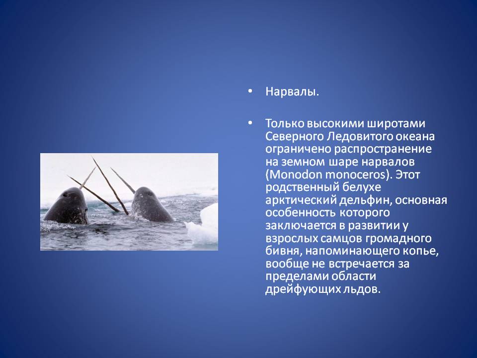 Нарвалы