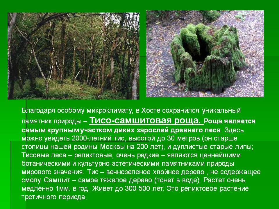 Уникальный памятник природы