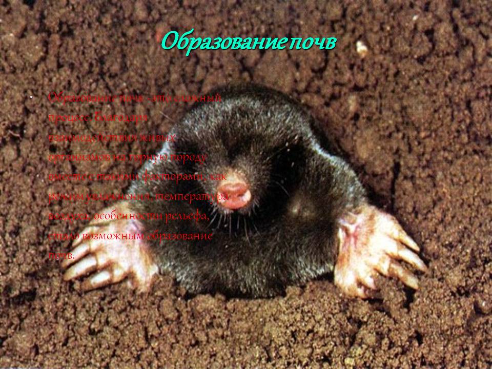 Образование почв
