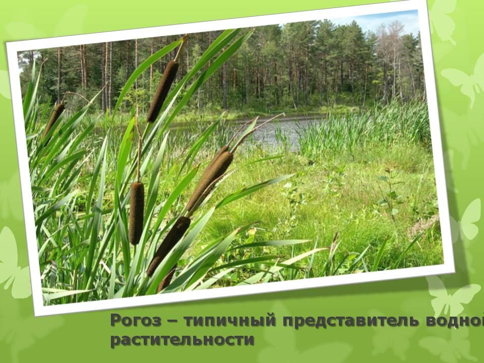 Рогоз – типичный представитель водной растительности