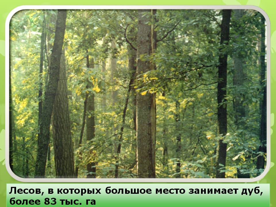 Лесов, в которых большое место занимает дуб, более 83 тыс