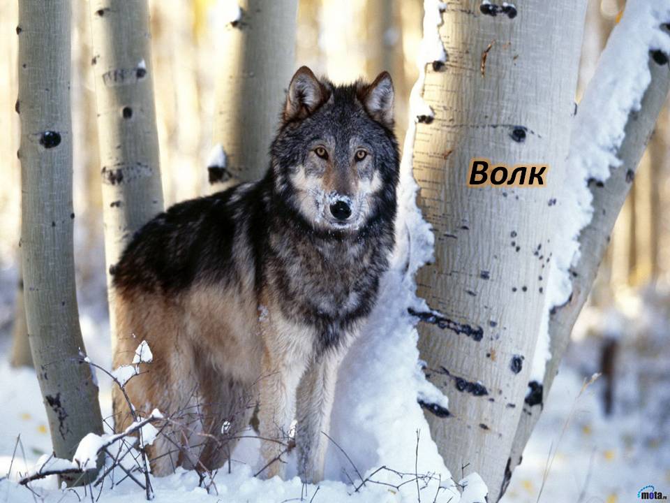 Волк