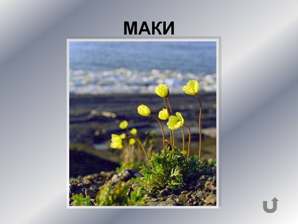 Маки