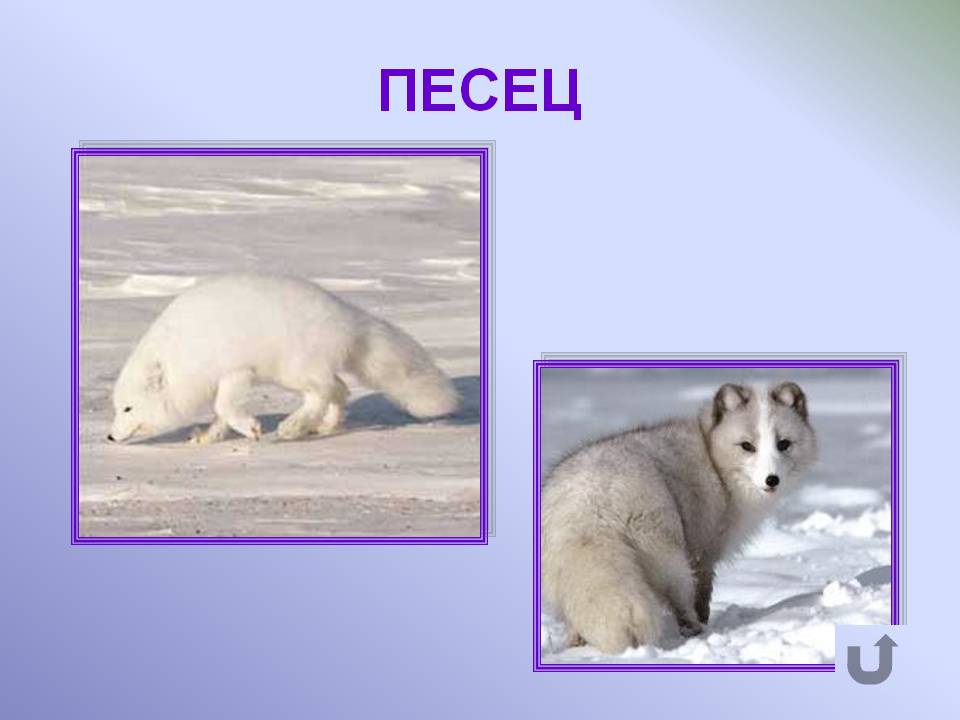 Песец