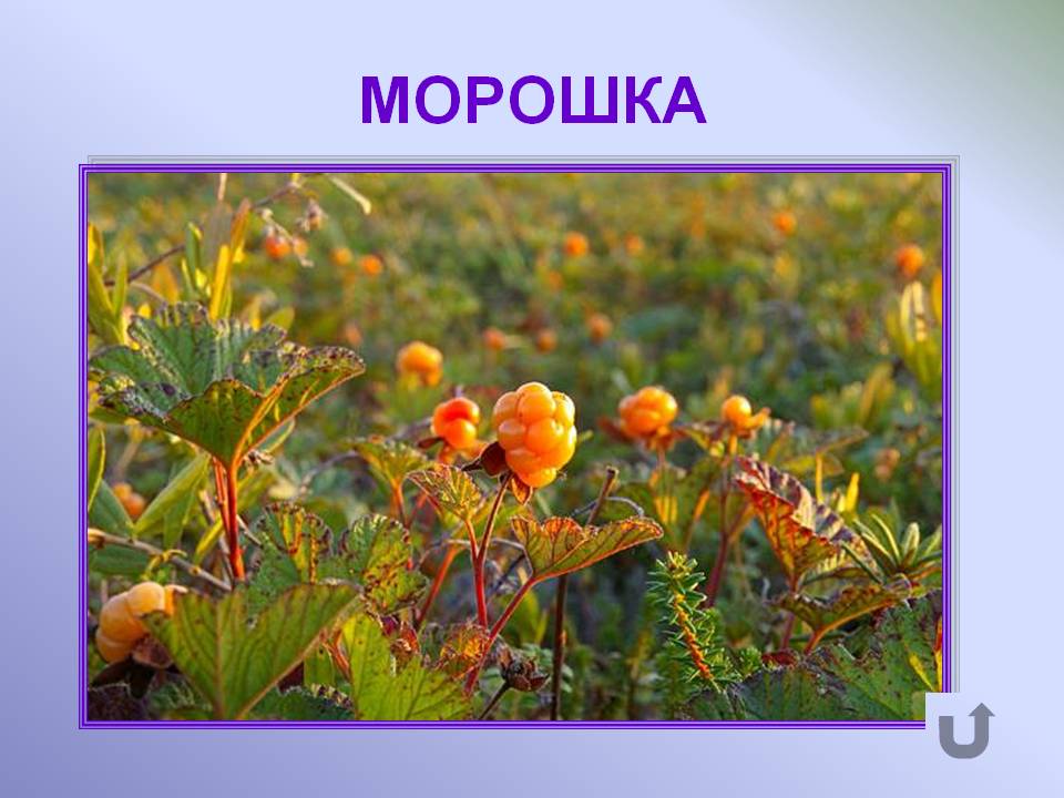 Морошка
