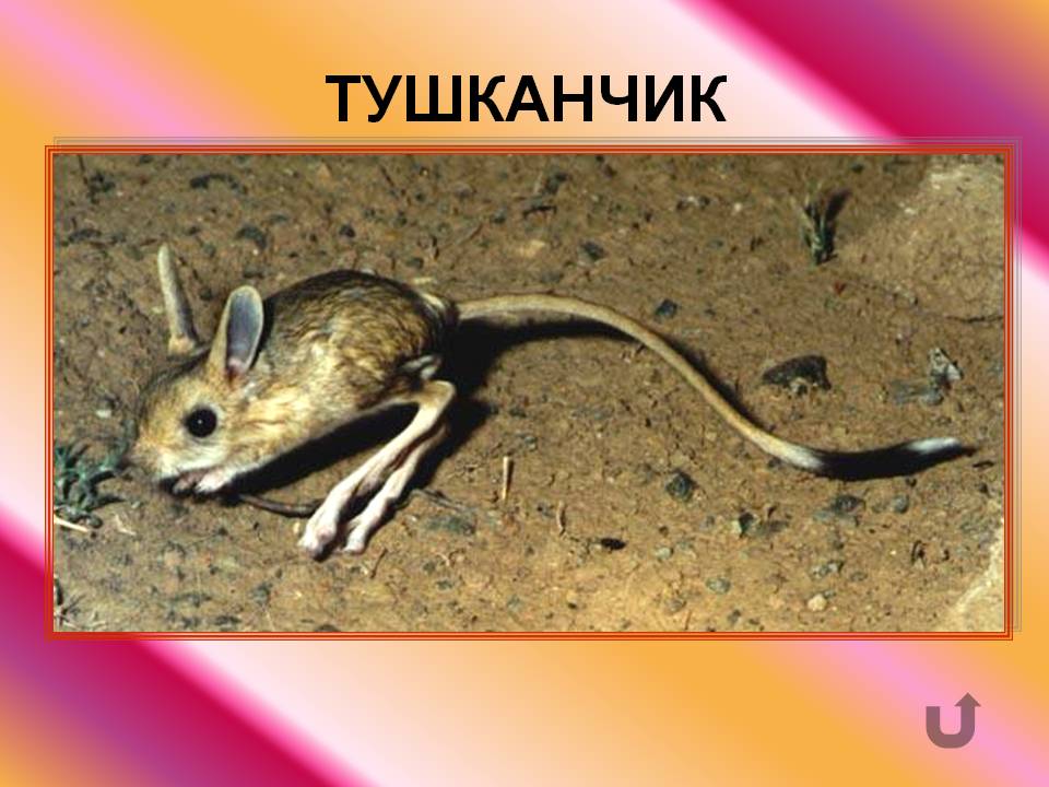 Тушканчик