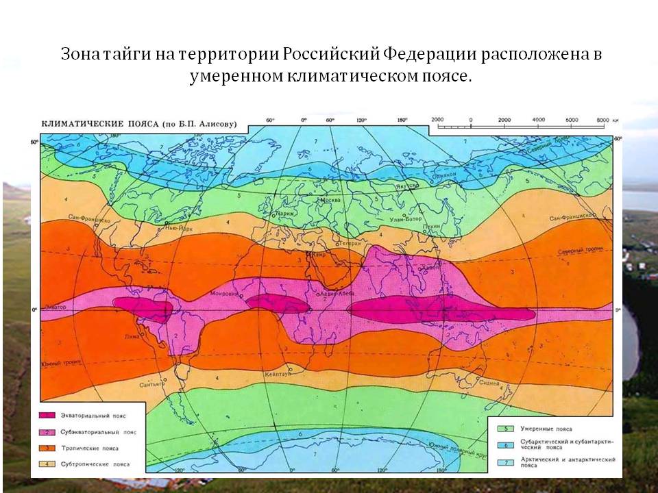 Зона тайги на территории Российский Федерации расположена в умеренном