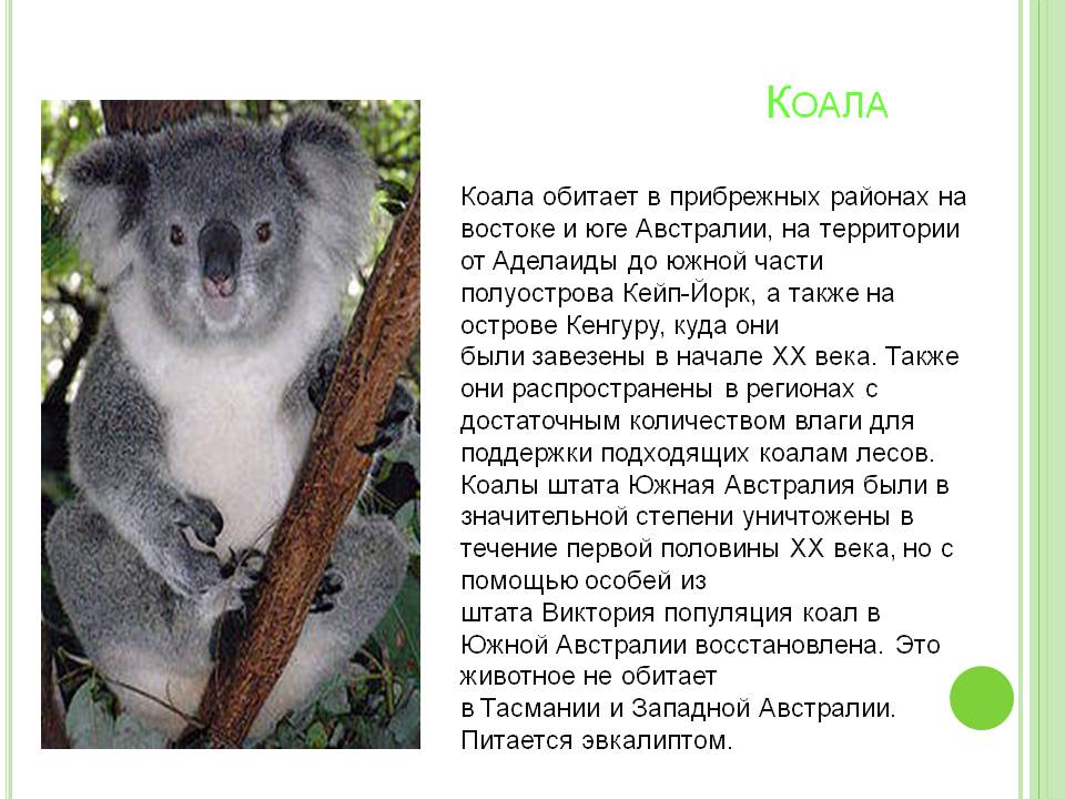 Коала