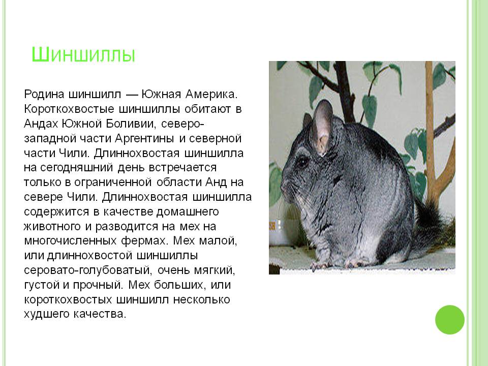 Шиншиллы