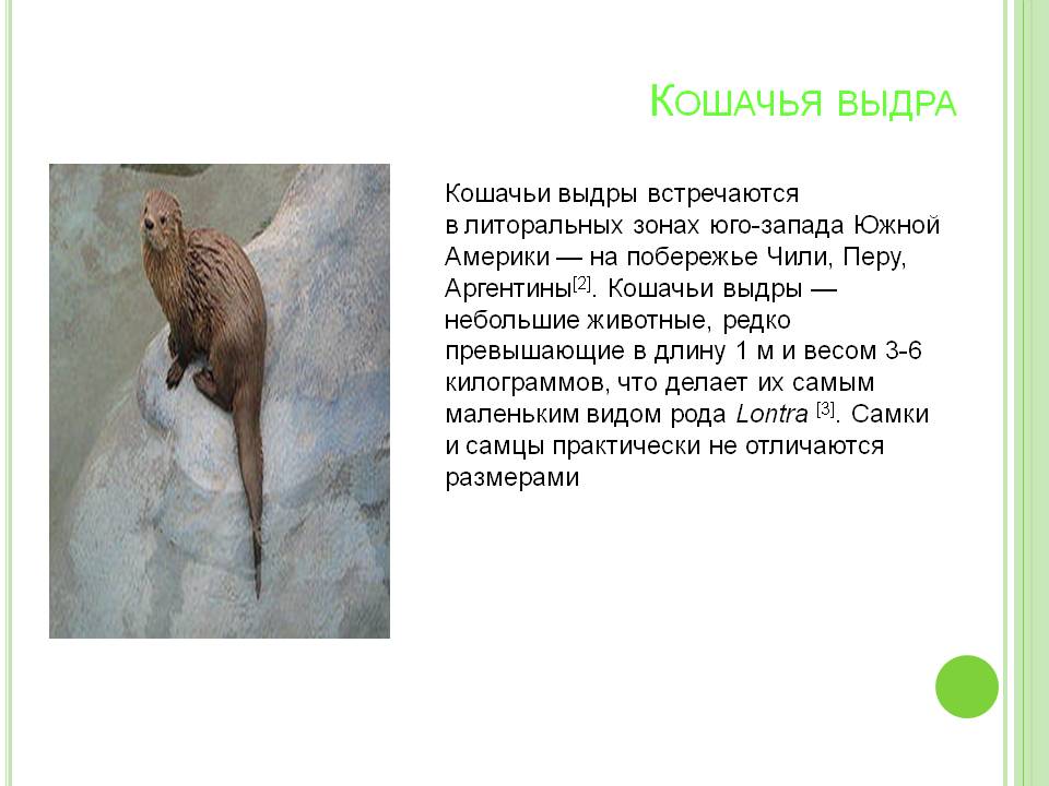 Кошачья выдра
