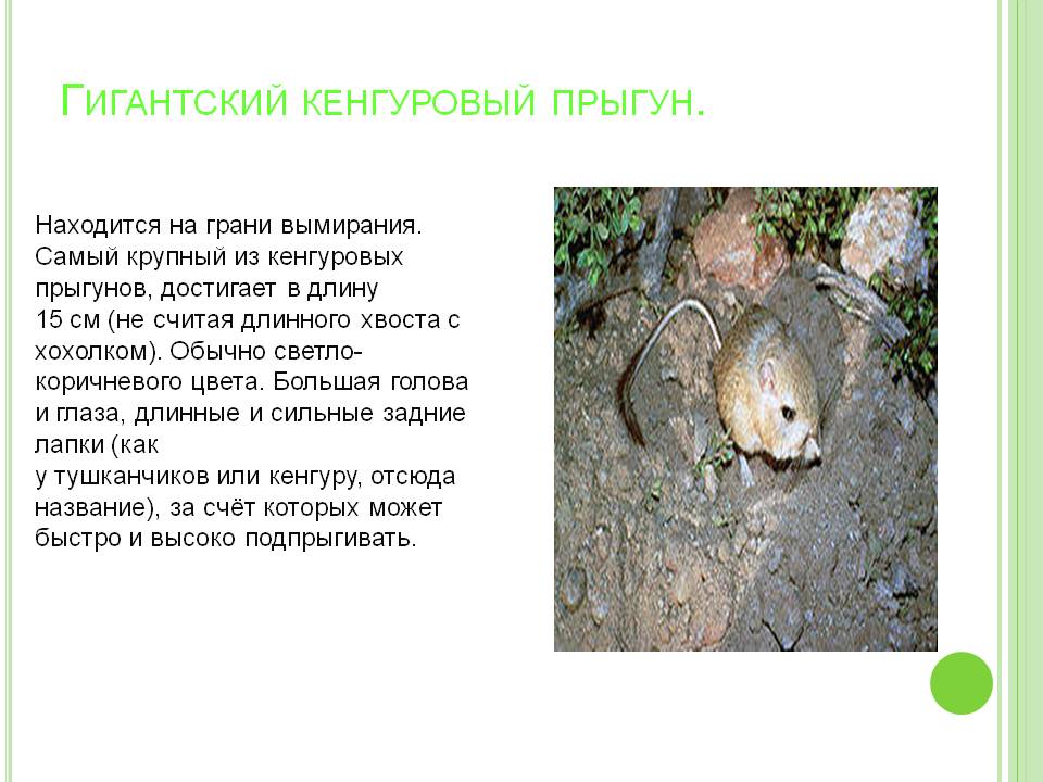 Гигантский кенгуровый прыгун