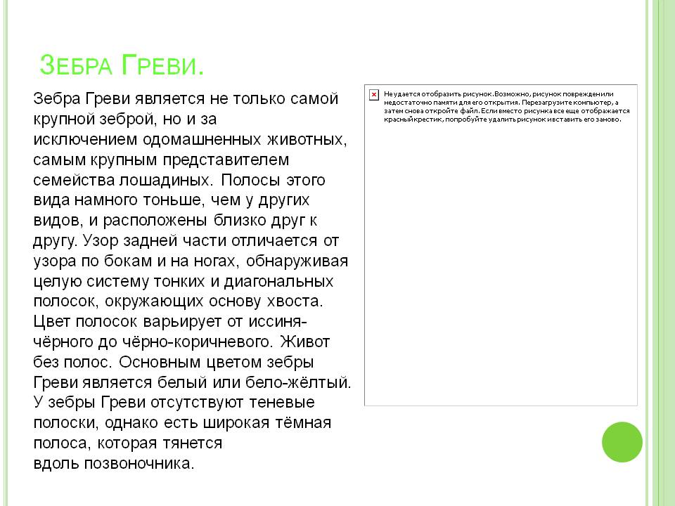 Зебра Греви